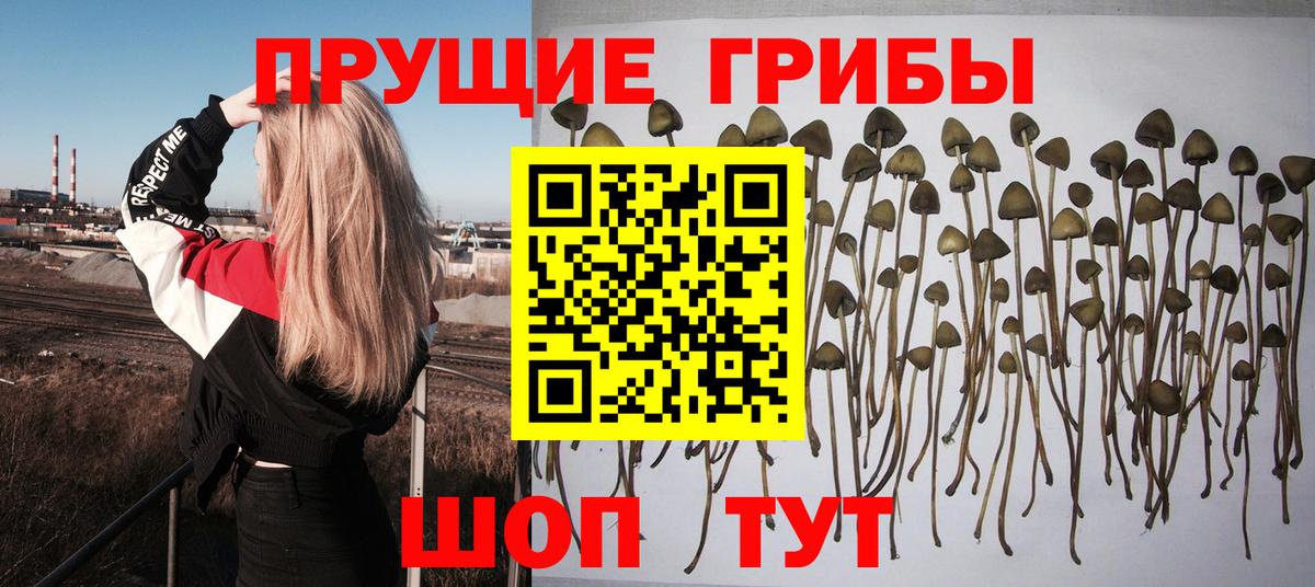 Пятигорск  Галлюциногенные грибы прущие грибы  Псилоцибиновые грибы Cubensis  Вход с VPN 